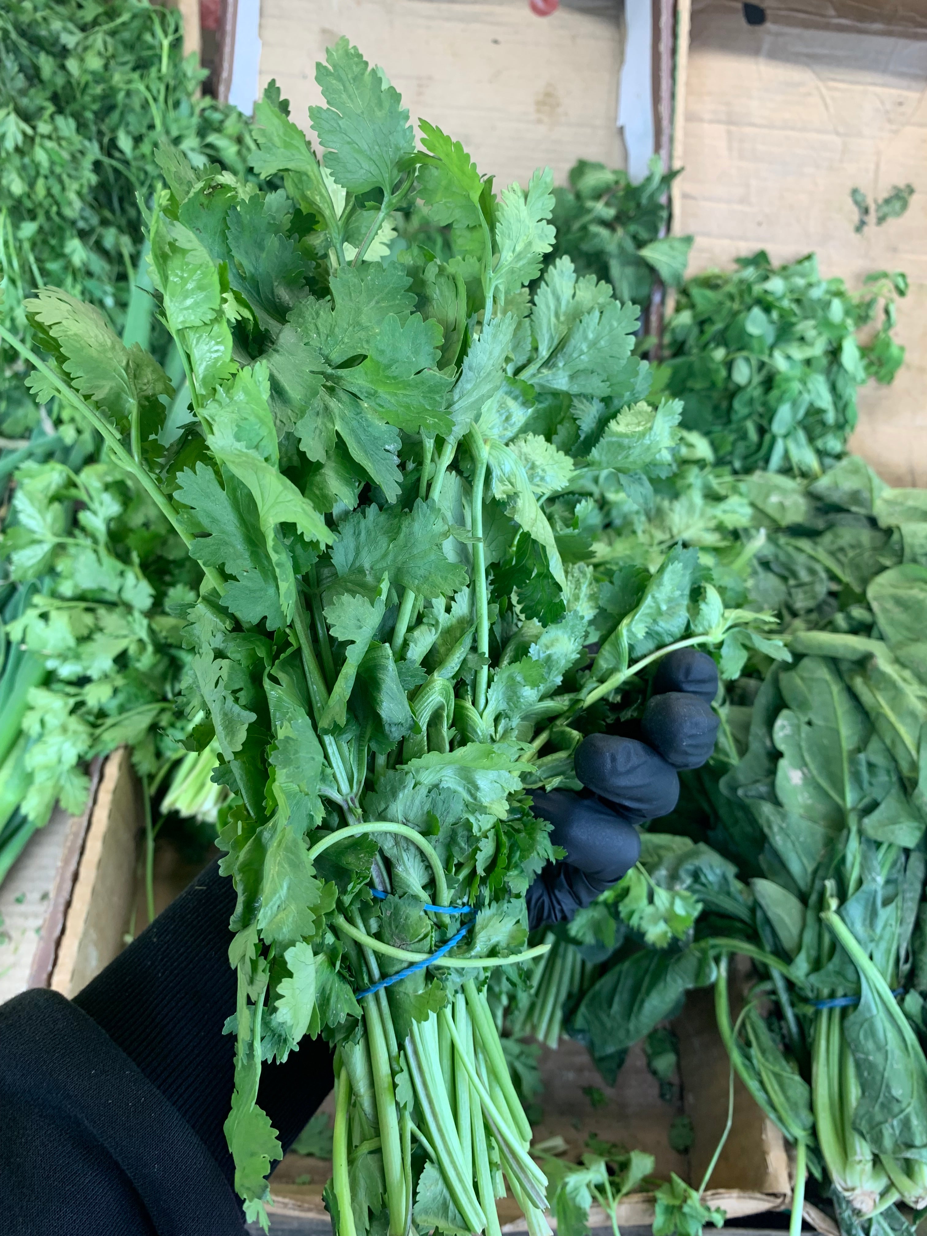 Coriander Fresh