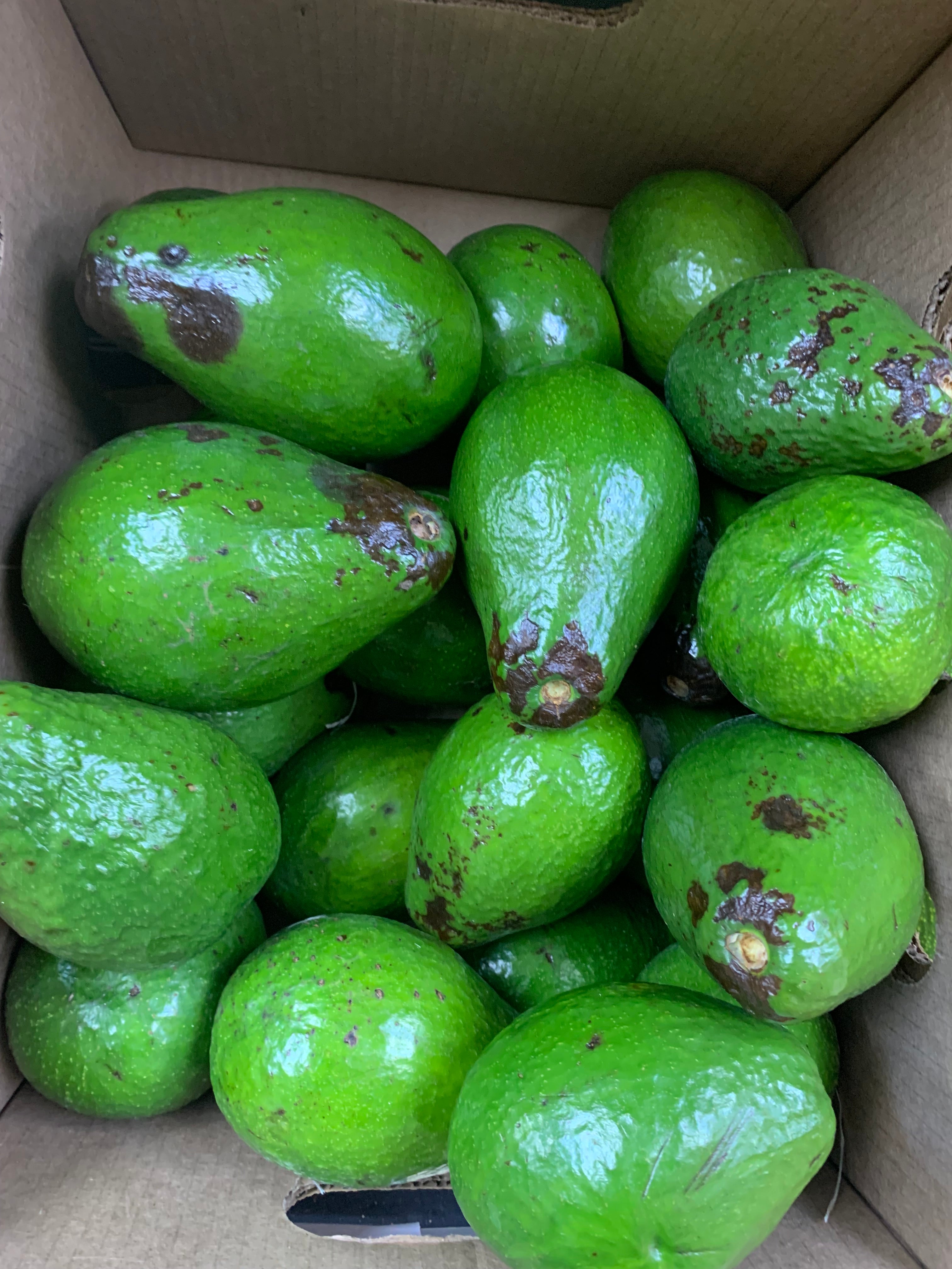 Large Avocado Uganda
