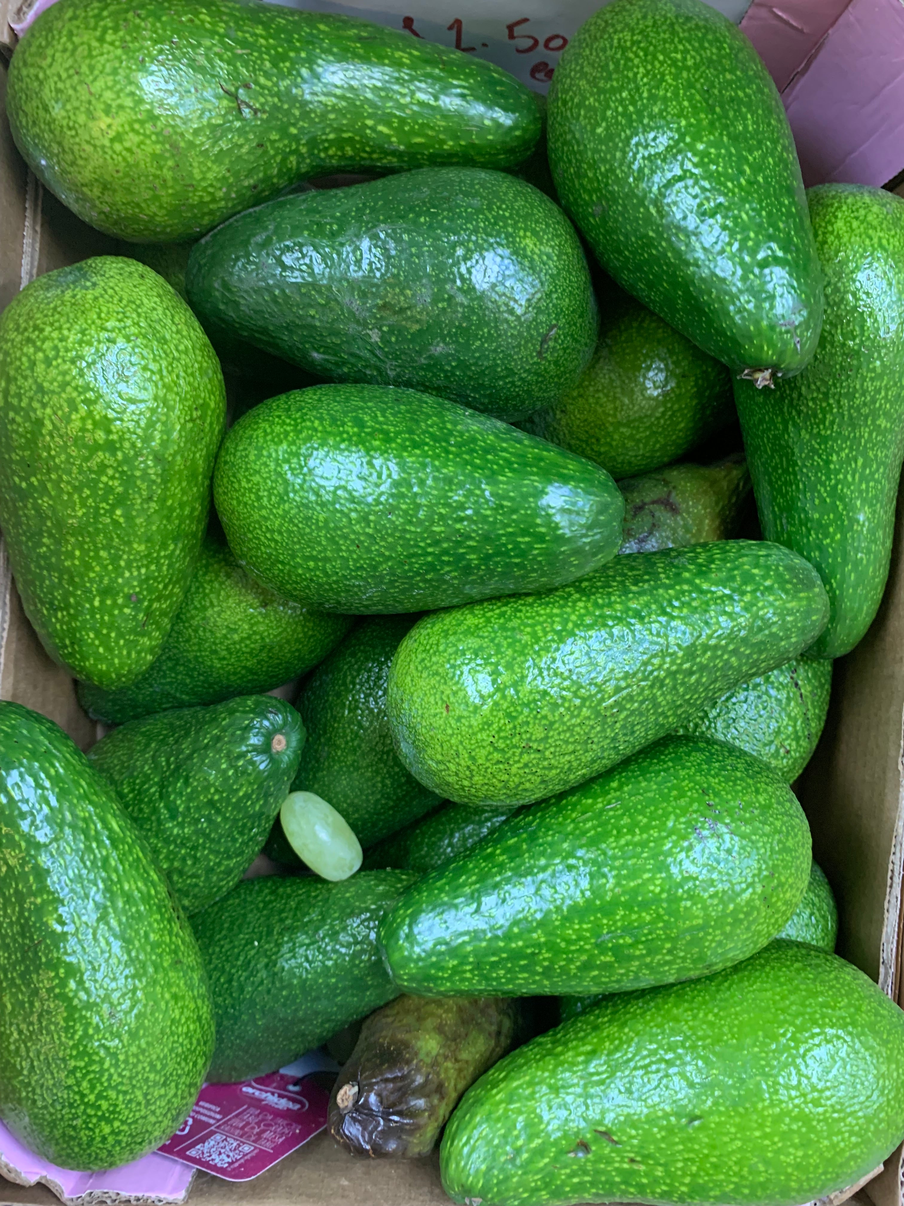 Avocado Spain