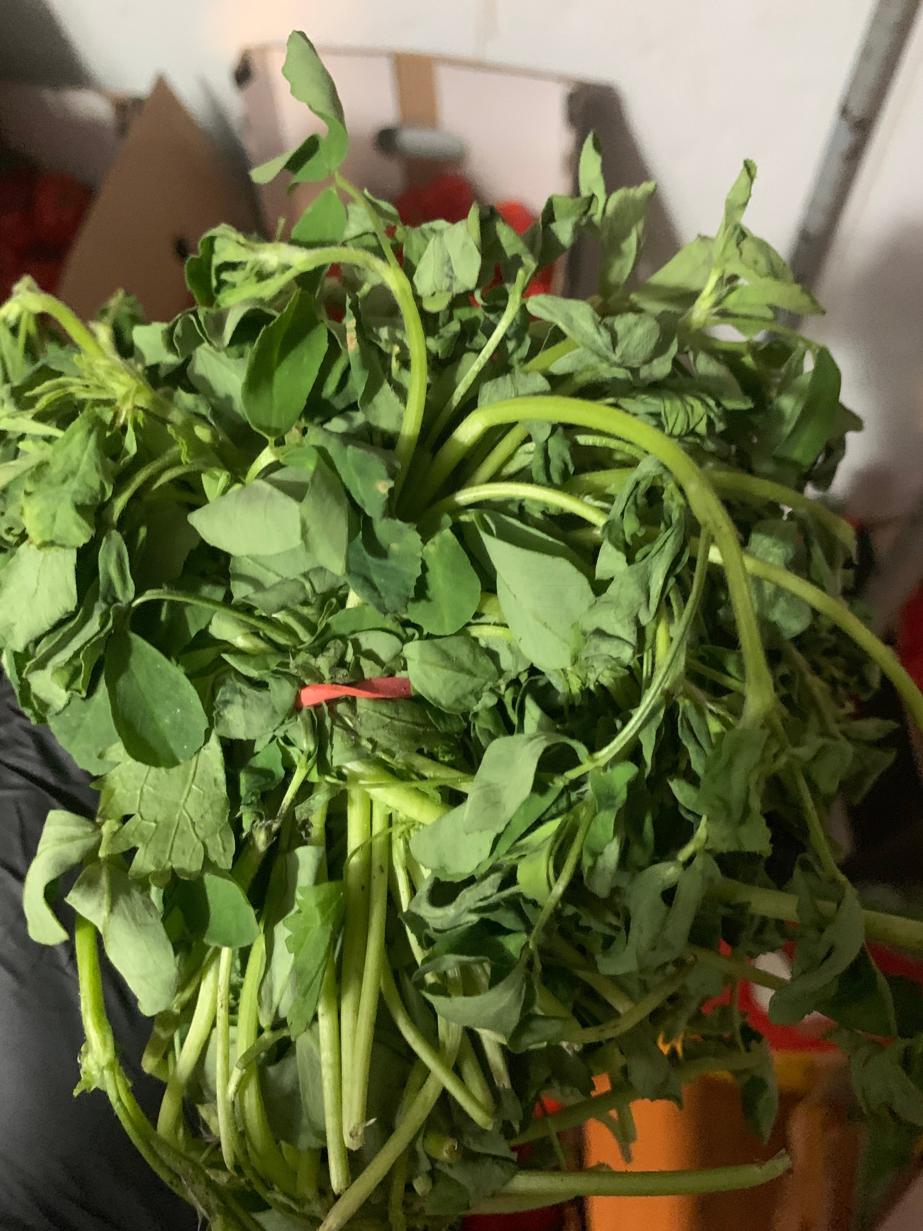 Methi Fenugreek Leaves