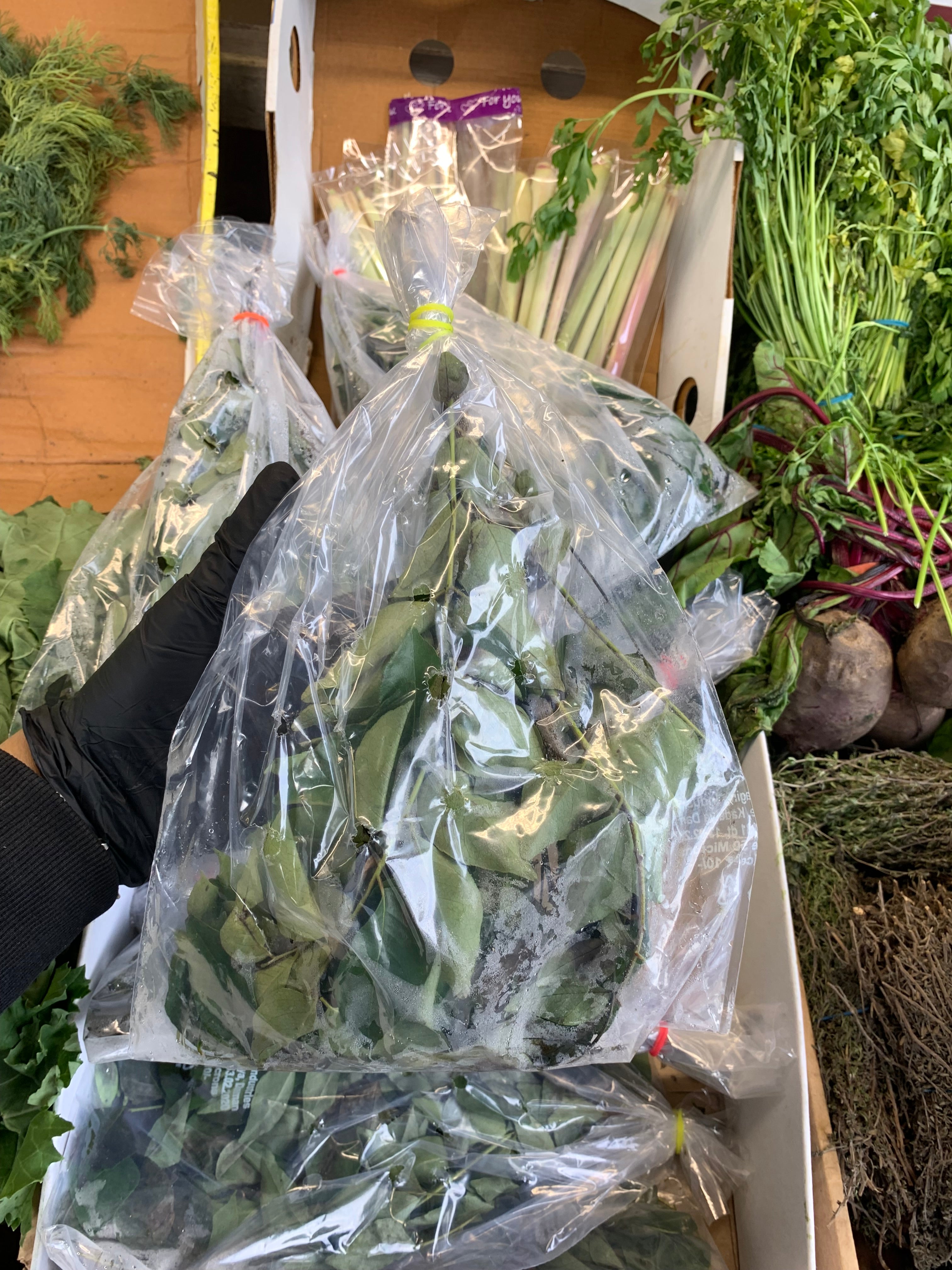Curry Leaves Fresh