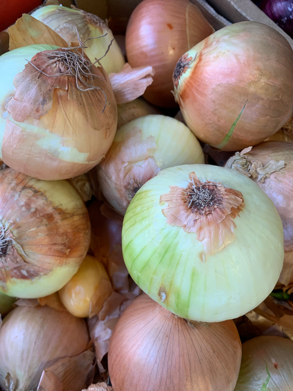 White Onions