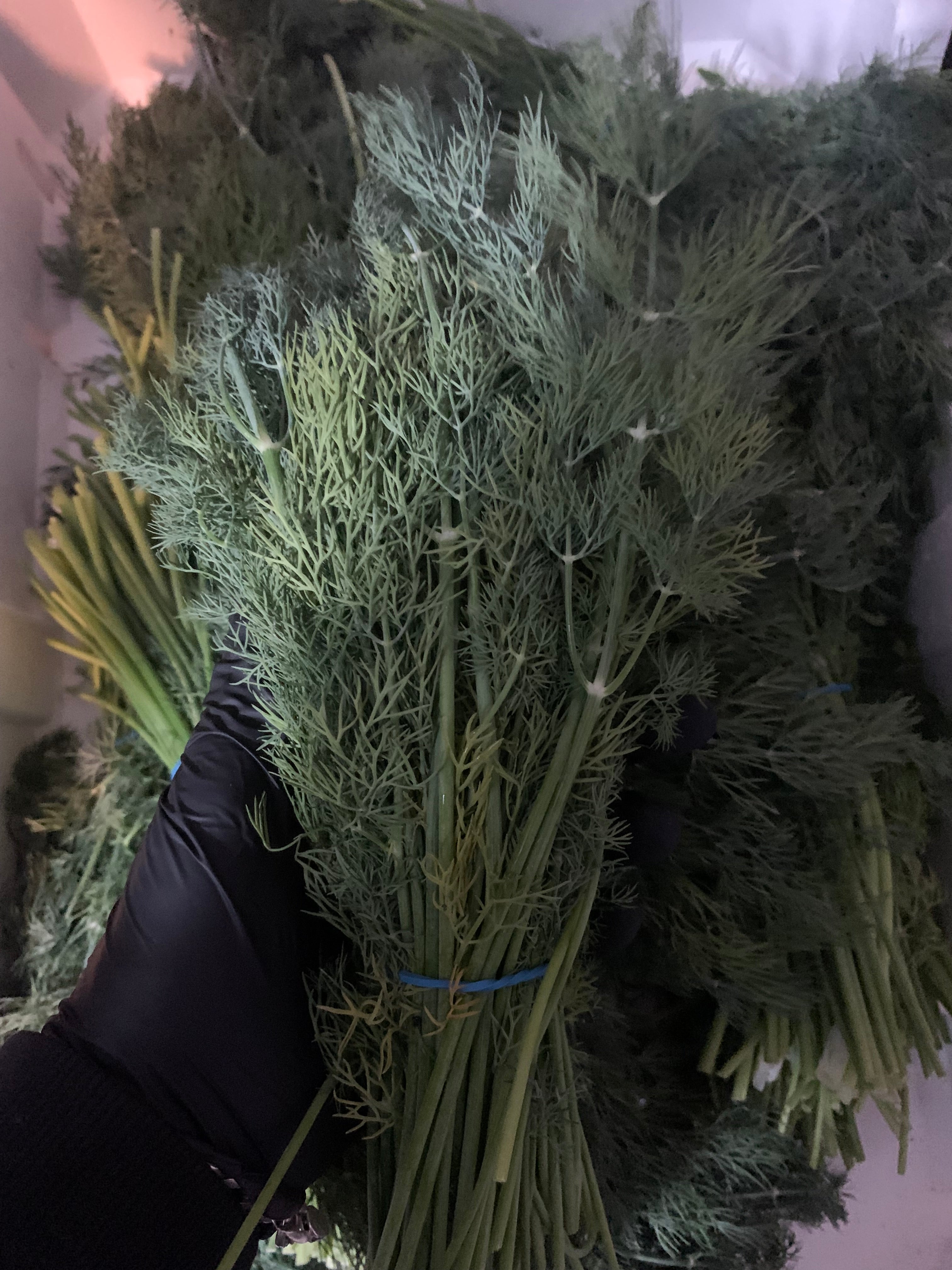 Soya Dill Fresh