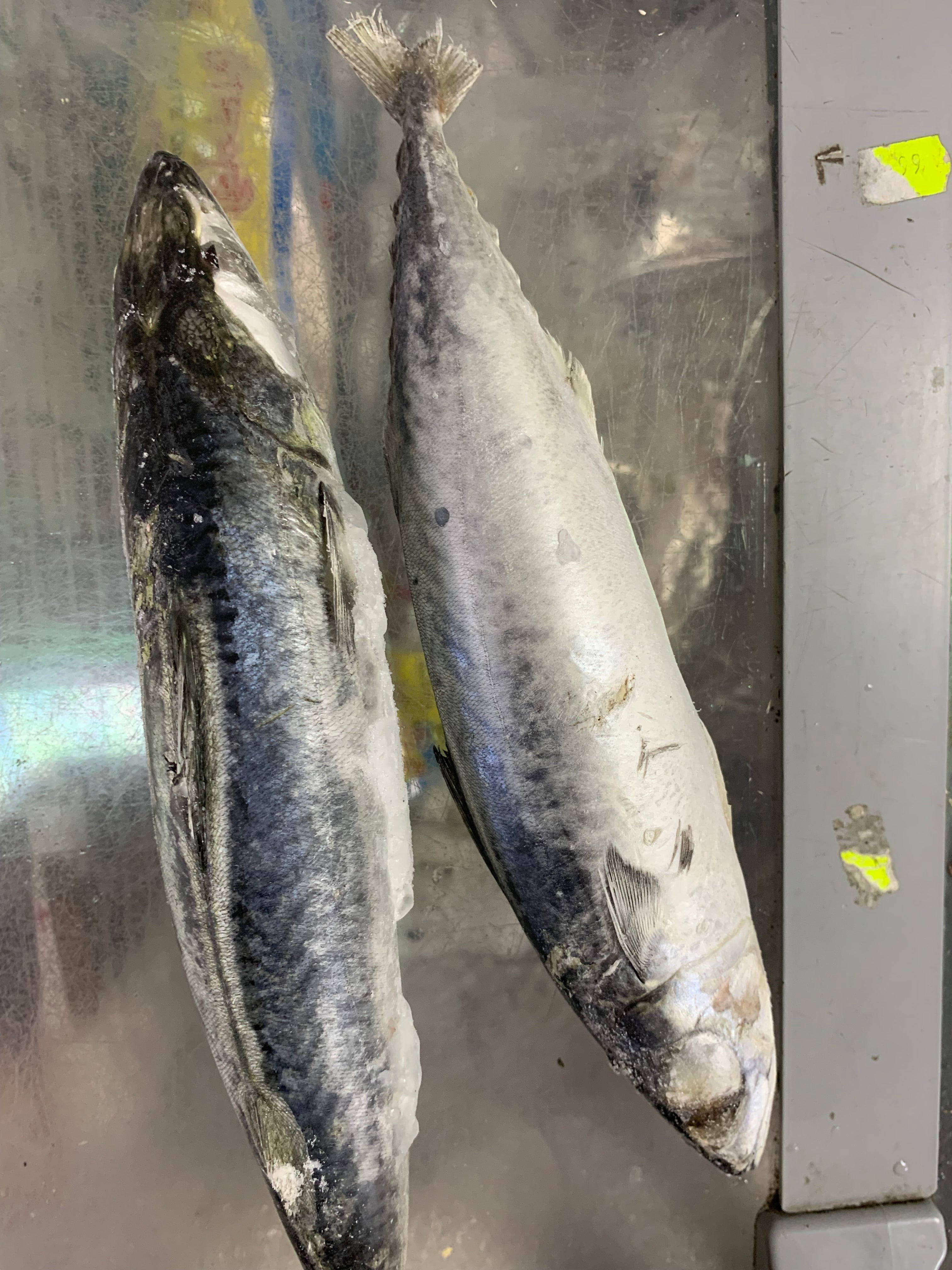 Mackerel 2 Fish
