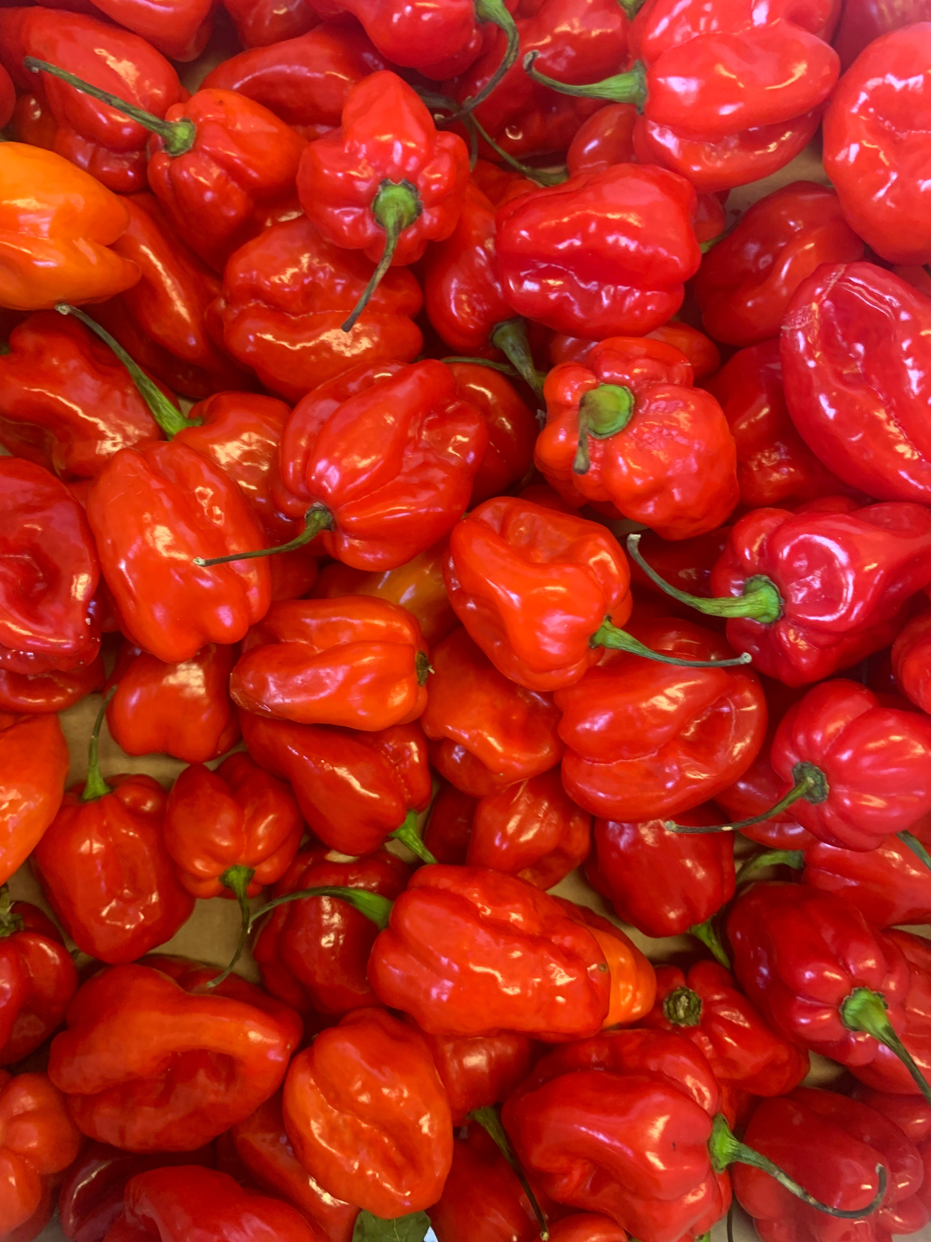 Scotchbonnet / Hot Pepe 225grams